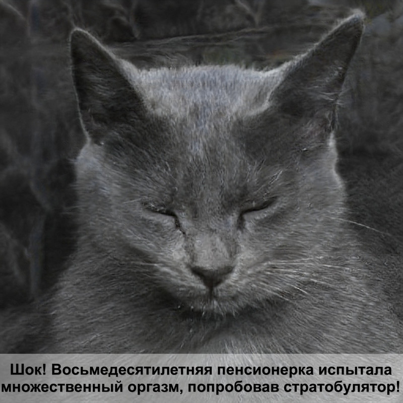 сибирская голубая кошка фото