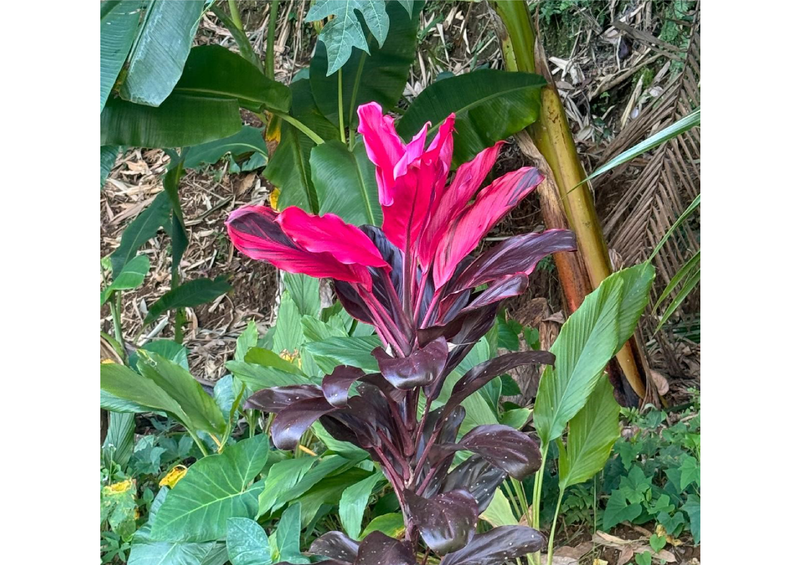 6 Aviones, 3 barcos y 2 trenes, empezando en Estambul y terminando Kuala Lump - Blogs de Indonesia - TERCERA PARADA: BALI (117)