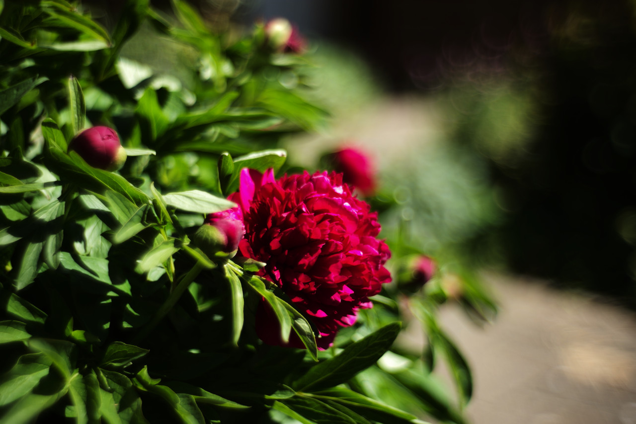 Peony Double Red