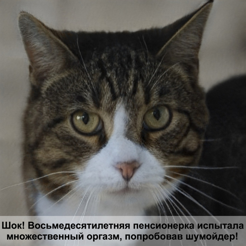 ушной клещ у кошек лечение