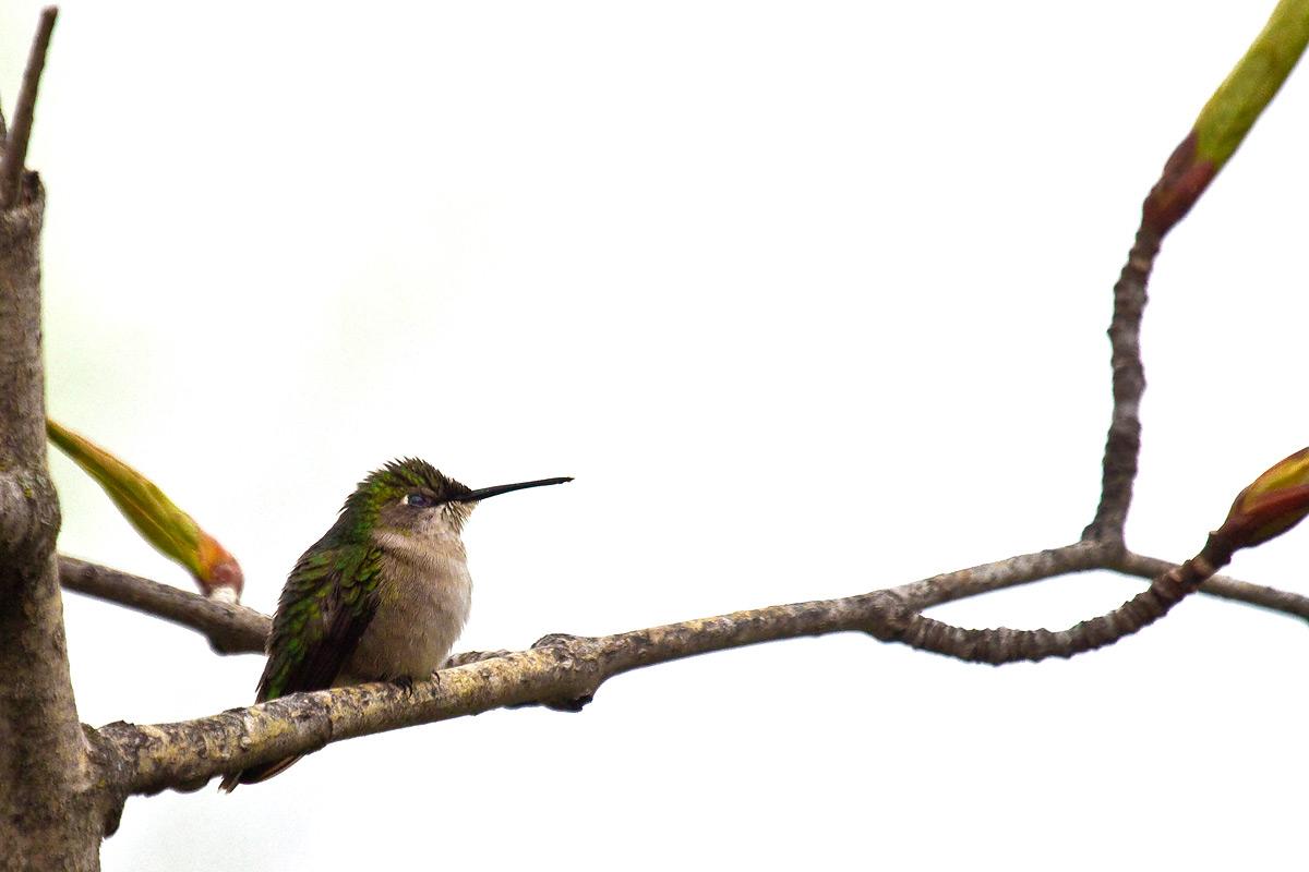 hummer-on-branch