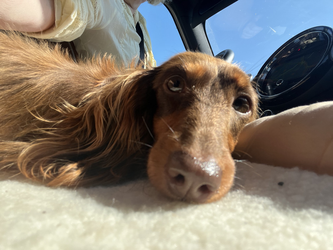 [Image: IMG-6372.jpg]