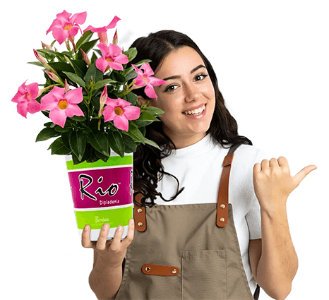 Beautify Your Garden with a FREE Rio Dipladenia Quart from Home Depot Beautify Your Garden with a FREE Rio Dipladenia Quart from Home Depot