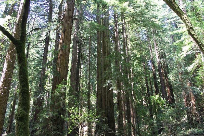 Día Ocho: San Francisco-Muir Woods-Sacramento-Oakhurst - My West USA road trip: un viaje de película. (7)