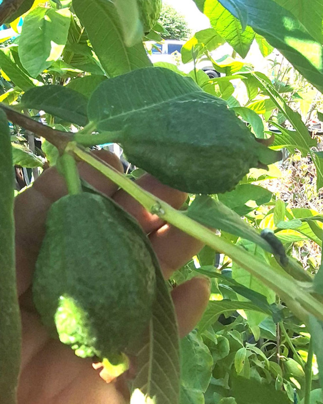 Allahaad India Red(Guava King) NOT pic409