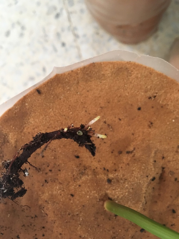 3522801B-DB25-4A48-A7CC-08A92060E70E_1_105_c