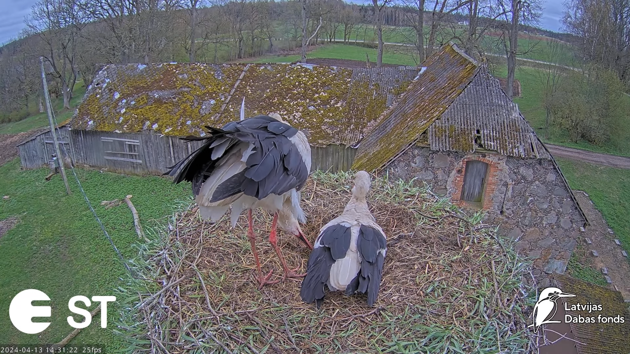 Baltie stārķi (Ciconia ciconia) Tukuma novadā - LDF tiešraide __ White storks in Tukums, Latvia 6-29