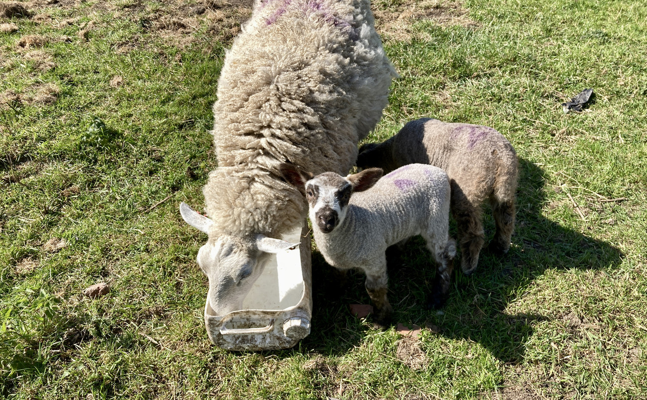 6F0A1D27-4BC0-4C5E-A5A3-AB7BF9CA6414