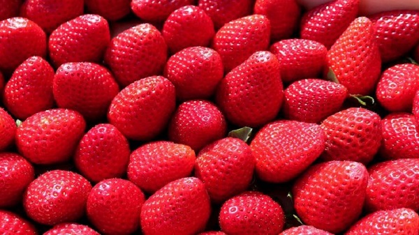 can conures Have strawberries