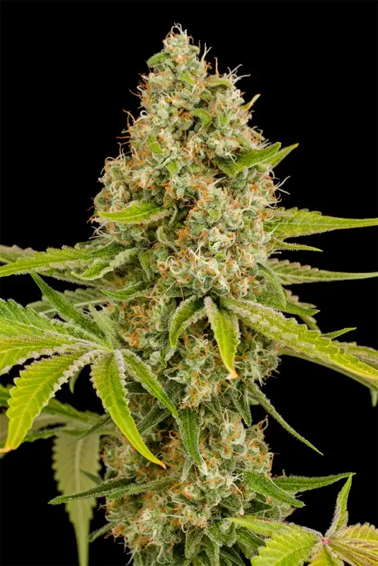 Image of OG Kush