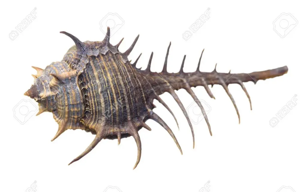 Denario gens Furia. PVR. Luna en biga a derecha con "murex" encima. Roma. 43670157-shell-del-murex-altispira-o-abrojo-murex-es-un-caracol-de-mar-especies-molusco-gaster-podo