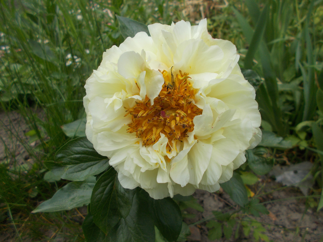 DSCN1931