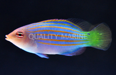 6-line-wrasse.jpg