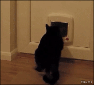 Hilarious-Cat-GIF-Let-me-out-Angry-cat-destroys-his-new-cat-door-because-he-has-no-time-to-lose.gif