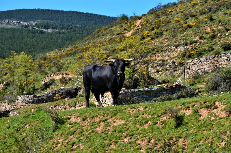 VENTOSA DE SAN PEDRO-25-5-2013 - Soria y sus pueblos-2010/2013/2020 (6)