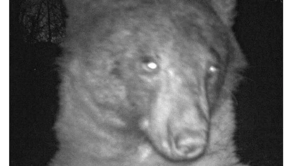 Oso negro posa en mas de 400 'selfies' en Colorado