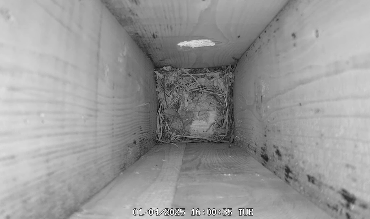 Mājas strazds 2025 Tiešraide - YouTube - 577_31