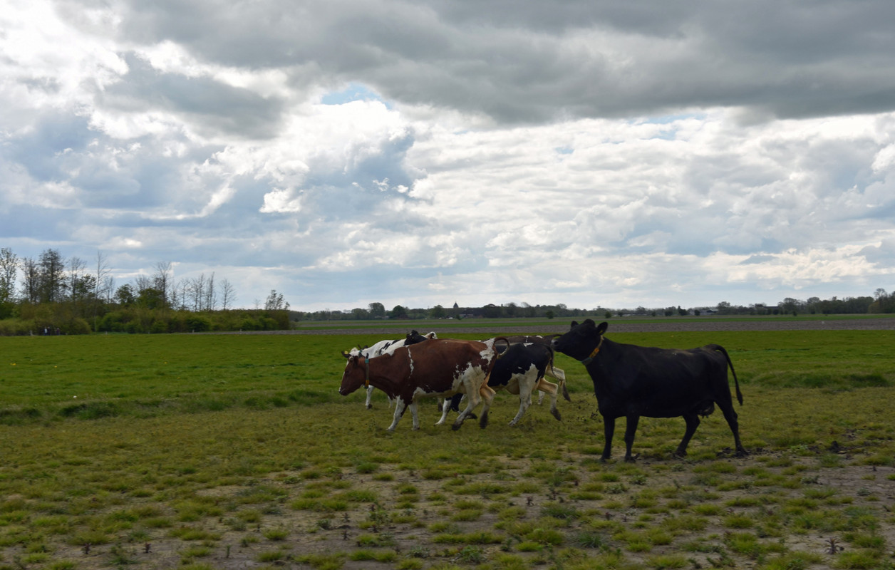 DSC_0014AMB 28-4-24 Koeien weer in de wei.