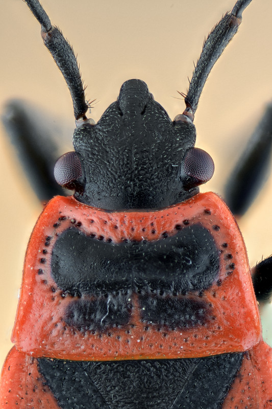 Corizus hyoscyami (Linneaus, 1758)