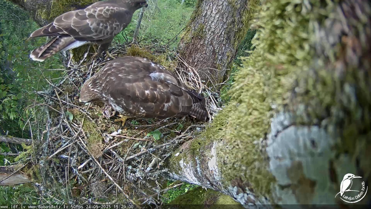 Melnās klijas (Milvus migrans) Kurzemē_ peļu klijāni (Buteo buteo) 13-0-0 screenshot