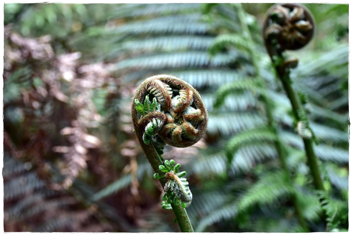 Queenstown & Nelson Falls - Australia (II): Recorriendo Tasmania (8)