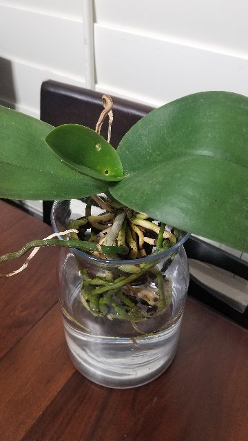 [Image: 20200524-223331.jpg]