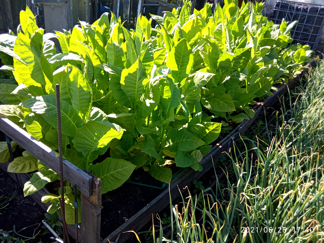 16247040399252416789288401804017