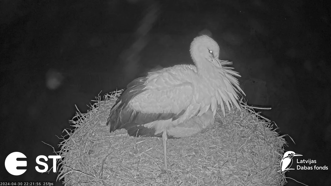 Baltie stārķi (Ciconia ciconia) Tukuma novadā - LDF tiešraide __ White storks in Tukums, Latvia 13-0