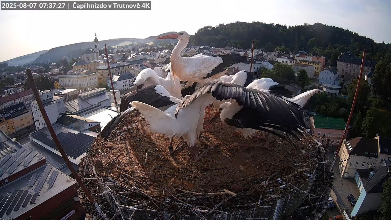 Živě z čapího hnízda na pivovarském komíně v Trutnově 7-11-34 screenshot