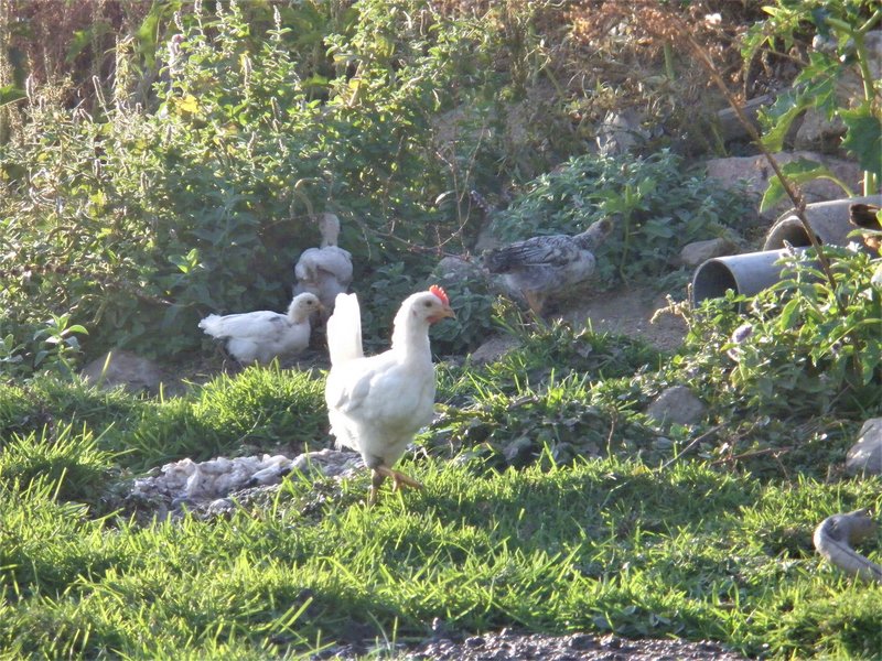 LA PRADERA DE NAVALHORNO O VALSAIN-28-9-2011-SEGOVIA - Paseando por España-1991/2015-Parte-1 (23)