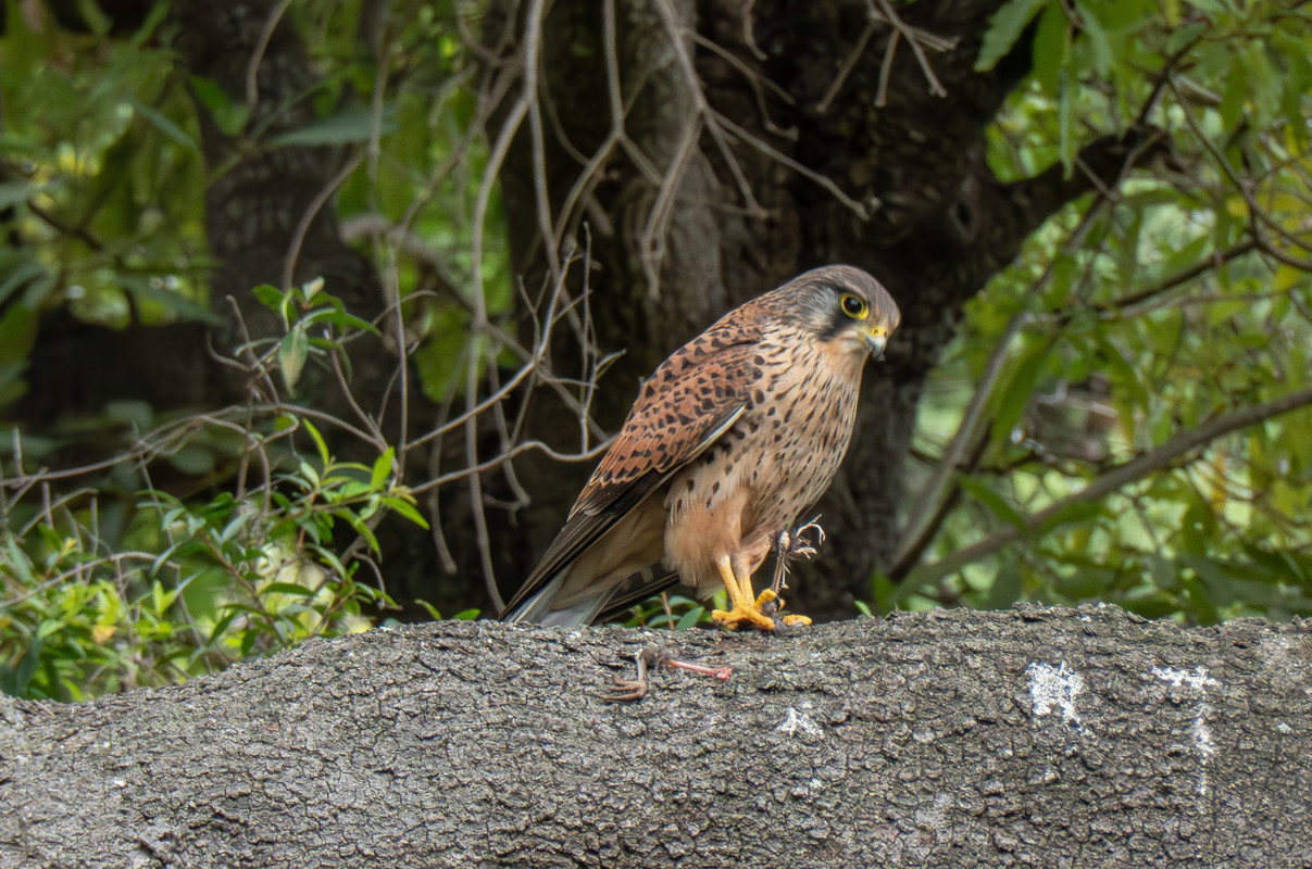 P1060863-Enhanced-NR