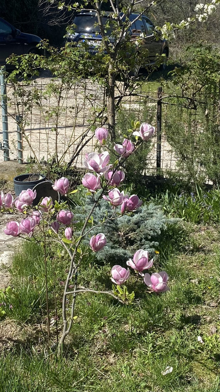 IMG_7801_30_03_2024_magnolia