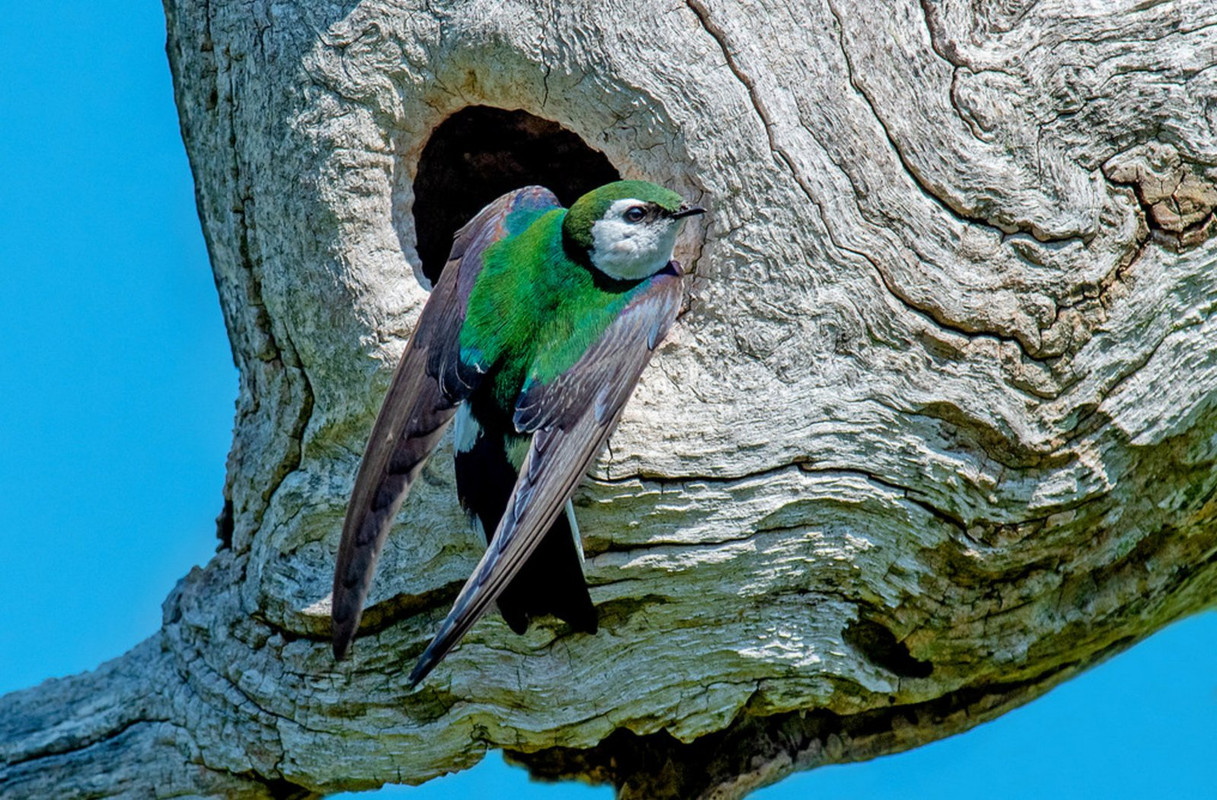 green-sw-allow2-dis1.jpg
