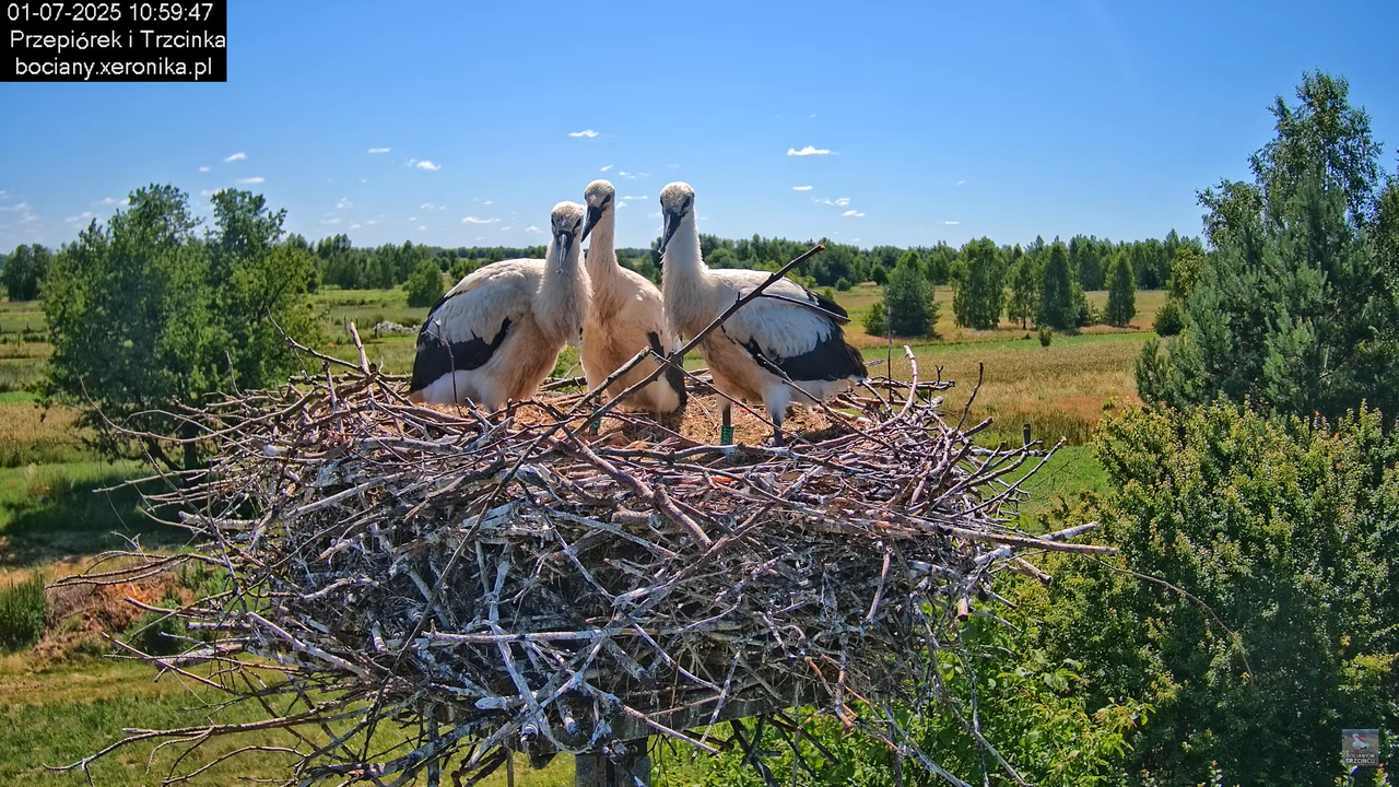 01072025bociany29