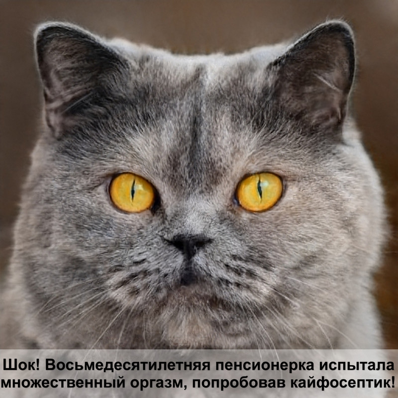 какая кошка самая игривая