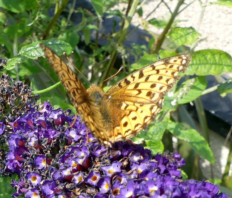 FRITILLARY 2 310724