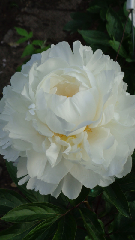 DSC04448