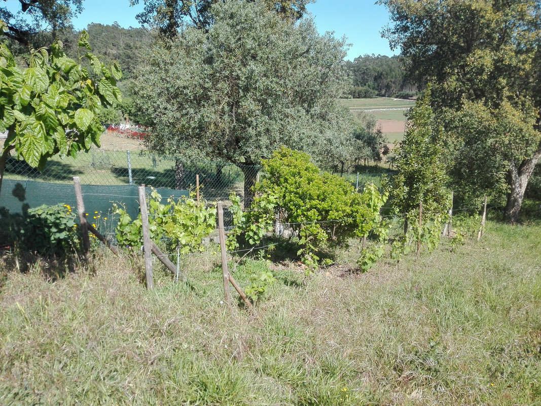 table grapes vine