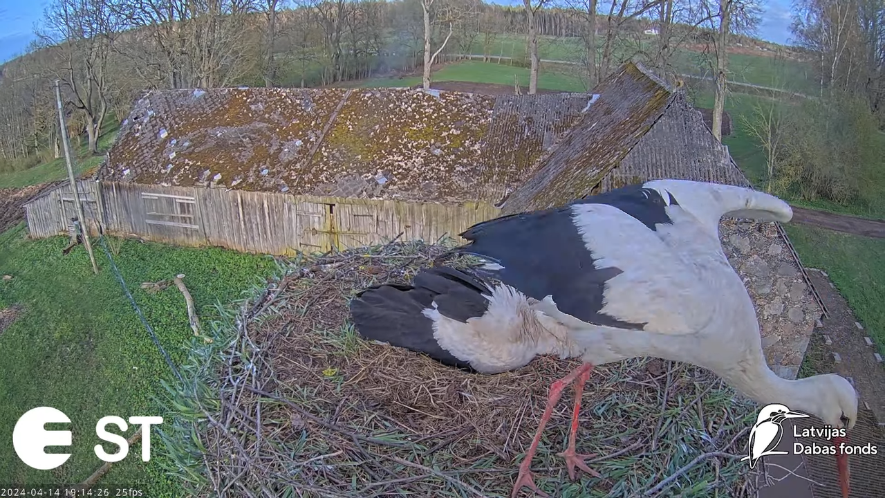 Baltie stārķi (Ciconia ciconia) Tukuma novadā - LDF tiešraide __ White storks in Tukums, Latvia 13-2