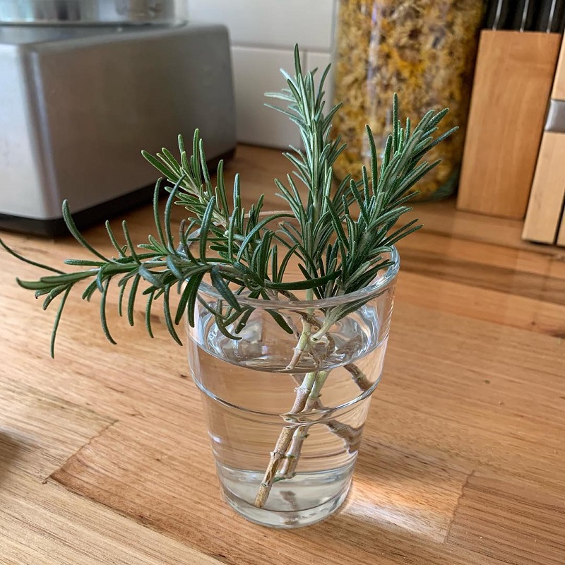 Rosemary