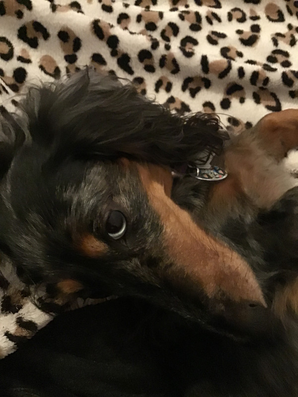 [Image: D5310-E9-D-8-B1-A-458-B-9650-3-AD3-B65-B2-D40.jpg]