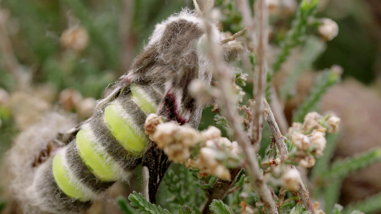 vlcsnap 2026 04 08 16h36m06s263