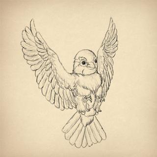 Wildlife Illustration for Beginners Find your wings!