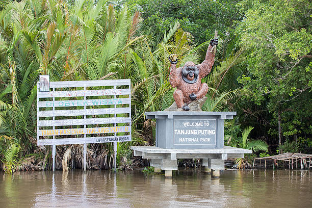 orangutan tour