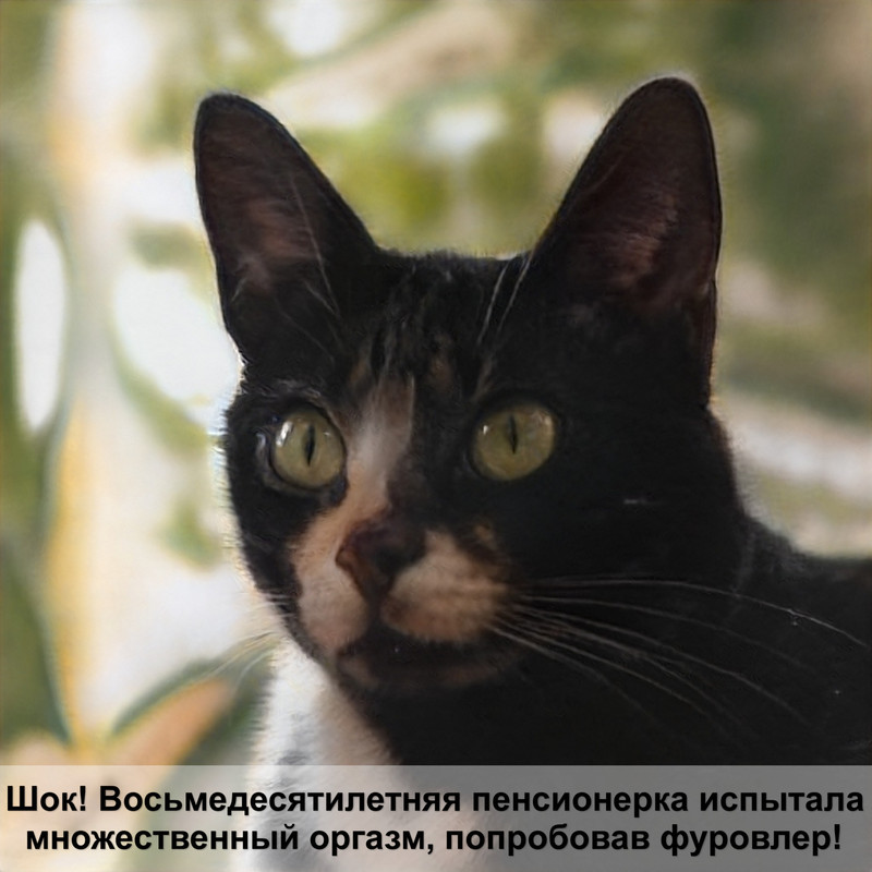 экзотическая кошка фото