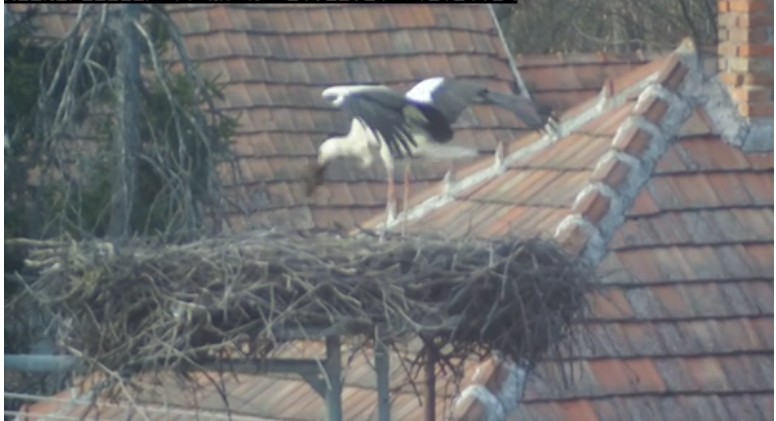 2021-03-21_155429bélés