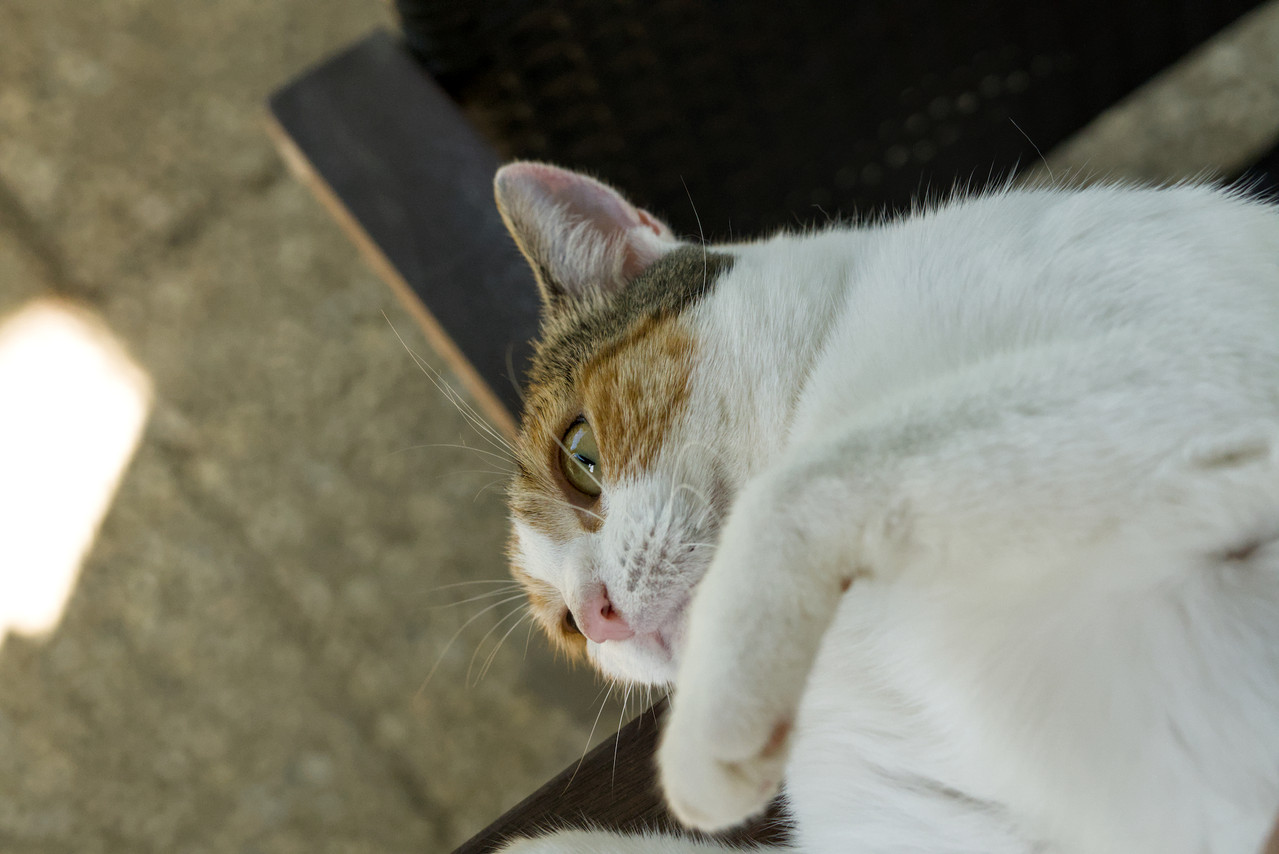 DSC04836