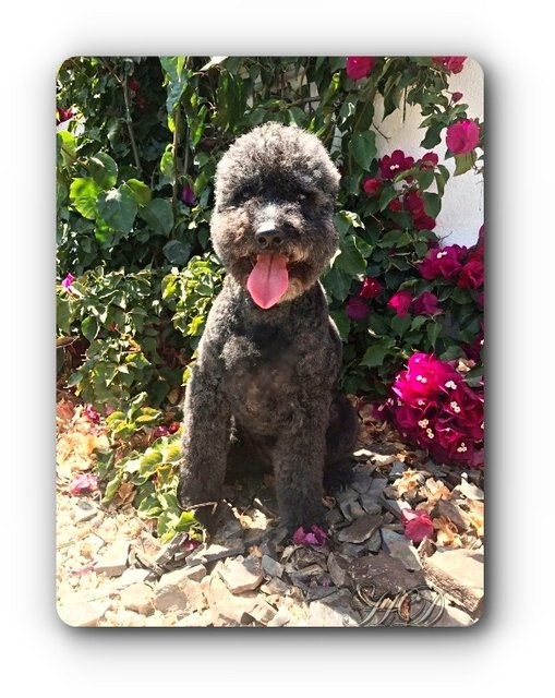 dog-stan-garden-HD-2.jpg