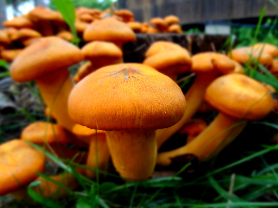 orange_mushroom_by_katrina_crane-d48h777