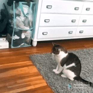 242.gif